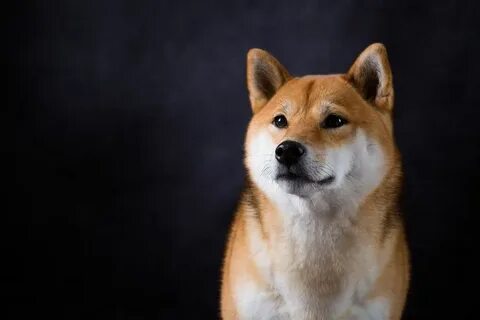 Cryptocurrency: Could Shiba Inu Make You a Millionaire? - The Motley Fool