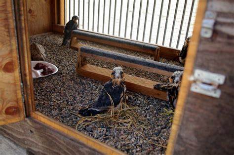 Hacking birds to store images;-) [video]