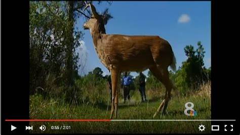 How to Catch a Wily Poacher in a Sting: A Thermal Robotic Deer