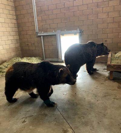 Big Bear's zoo animals head home after Line Fire evacuation warnings lifted