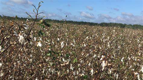 Cotton Losses Extending on Tuesday