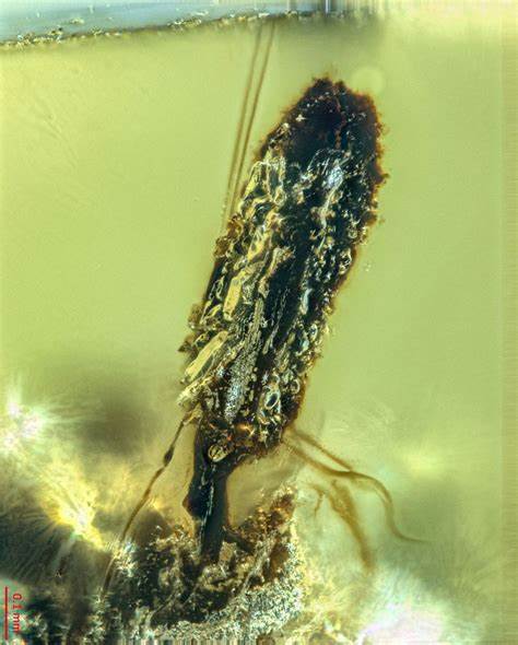 Amber insect fossils reveal "zombie" fungi likely lived alongside dinosaurs