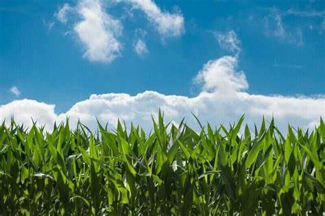 Corn Posting Turnaround Tuesday Gains