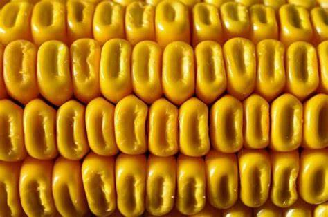 Corn Falling on Ratings Improvement