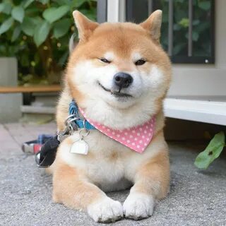 Shiba Inu