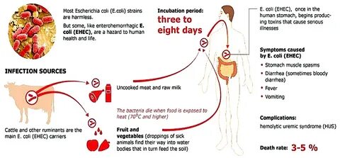What is E. Coli? - McDonald's E. Coli outbreak: Symptoms, source, and when to get medical help - The Economic Times