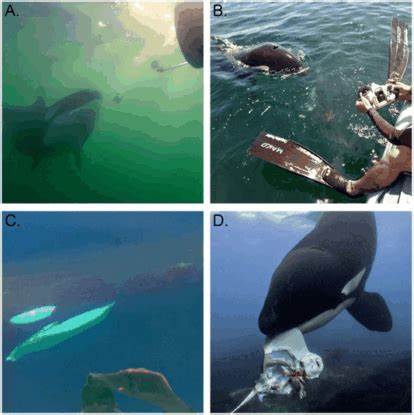 Wild Orcas Filmed Offering Gifts of Food to Humans