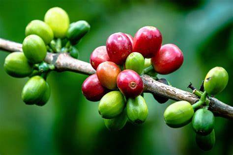 Bears Have the Advantage as Arabica Coffee Falls. Here Are the Levels to Watch Before You Sell