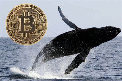 Bitcoin Whales Accumulate $5.4B in July Reaching Decade High - Cryptonews