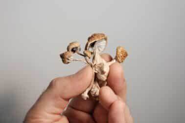 Could Psilocybin Be the Magical Ingredient for a Longer Life?