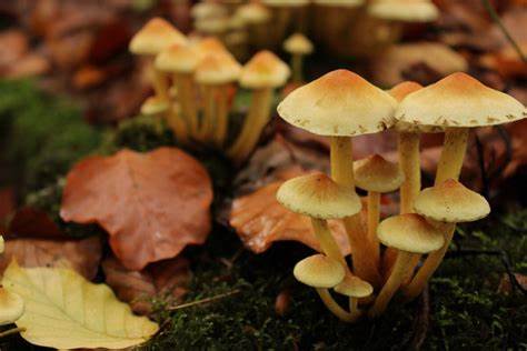 People are using AI to 'sit' with them while they trip on psychedelics