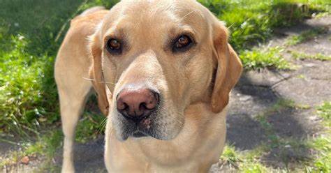 As a Labrador swam by me out to sea his owner said I hope he doesn't meet a seal