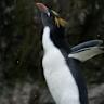 Why is the Pudgy Penguins (PENGU) Price up by 70% This Week?