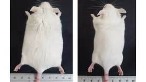 A synthetic molecule helps reduce visceral fat and improve sleep