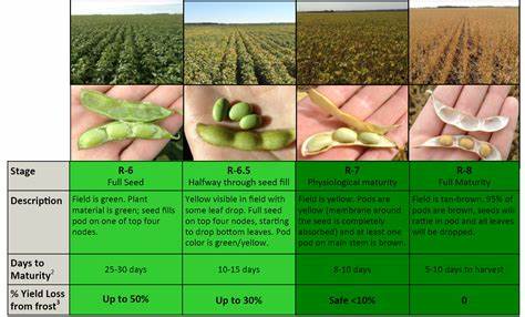 Soybeans Fall on Monday, as Condition Hold Steady