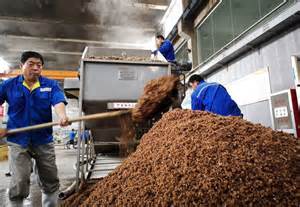 China clears imports of Brazil sorghum, first cargo likely in 2025, says official