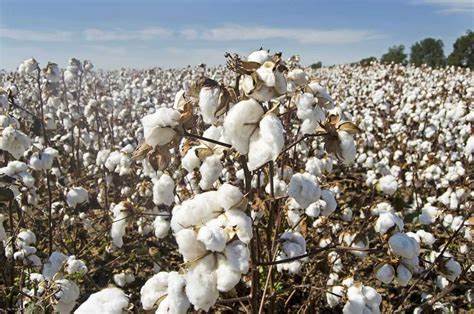 Cotton Losses Pushing Further into Friday’s Midday