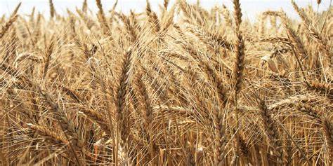 Drought Conditions Are Setting In. How Much Higher Can Wheat Prices Go?