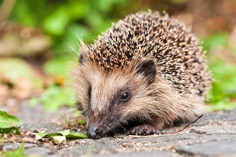 Igel und Maulwurf: Umweltverbände starten Meldeaktion