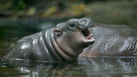 A baby hippo is going viral - and paying the price