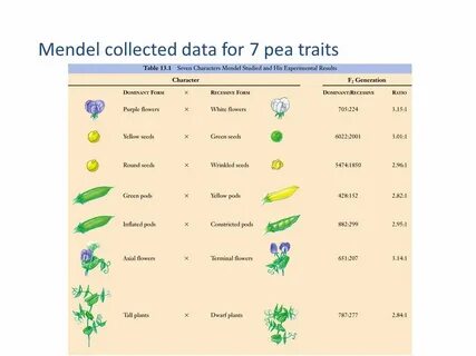 Century-old genetics mystery of Mendel's peas solved