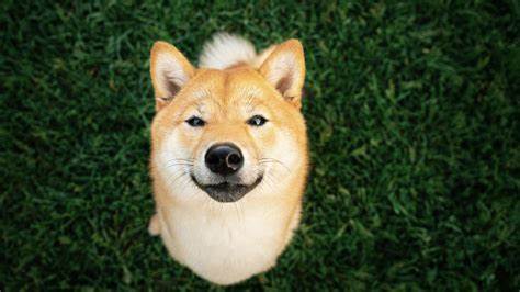 Wanna meet the real-life DOGE in Japan? Now you can, at ‘much wow’ expense - Stockhead