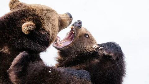 Bitcoin Bears Target 200-day Average as Macro Concerns Overshadow Trump's Crypto-Related Actions - CoinDesk