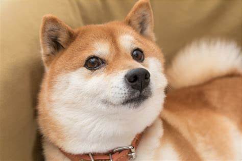 Dogecoin Breaking Past This Key Barrier Could Spell 10% Spike For DOGE - NewsBTC
