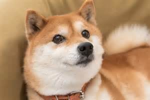 Why Dogecoin Is Plummeting Today