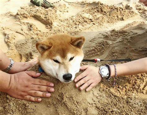 Shiba Inu rebounds: Will SHIB escape August-September lows? - Head Topics