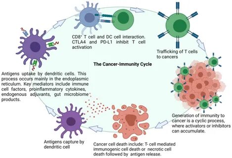 RNA neoantigen vaccines prime long-lived CD8+ T cells in pancreatic cancer