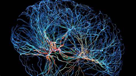 Proof That Adult Brains Make New Neurons Settles Scientific Controversy