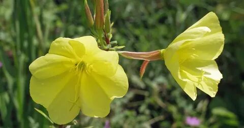 Gewöhnliche Nachtkerze - Mein schöner Garten