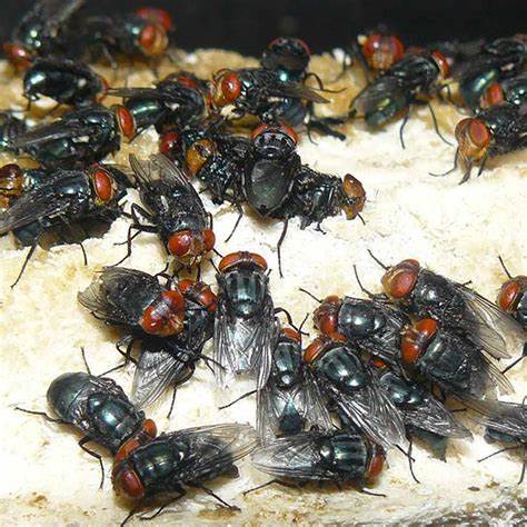 US to breed billions of sterile screwflies and dump them out of aircraft