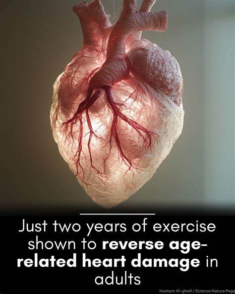 Scientists find novel way to slow and reverse aging of the heart