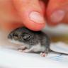 Tiny Great Languages: Mouse