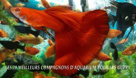 Les 20 meilleurs compagnons d'aquarium pour les Guppy - Aniimoo