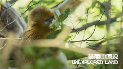 A Great Way to Snub the World (1981)