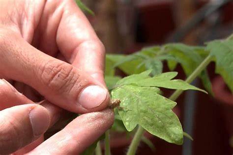 Israeli research finds that when plants talk, insects listen
