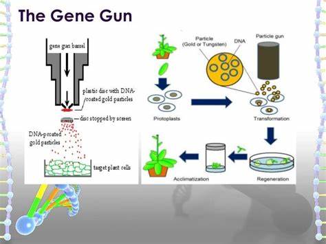 New 'gene gun' design boosts efficiency of plant genetic modification