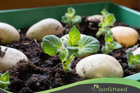 کاشت سیب زمینی در خانه - cheftayebeh.com