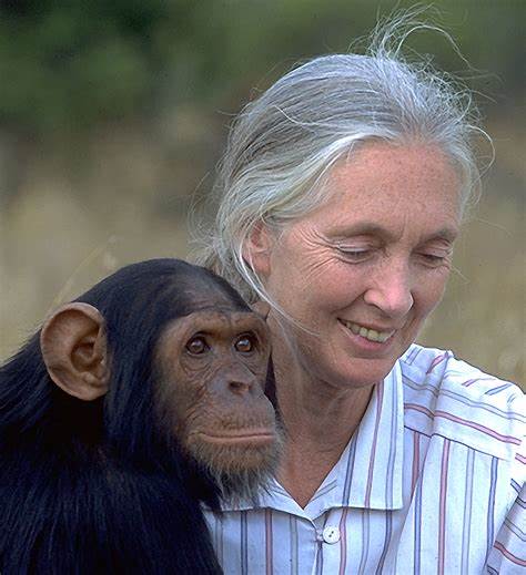 A woman who changed our view of chimps – and human beings