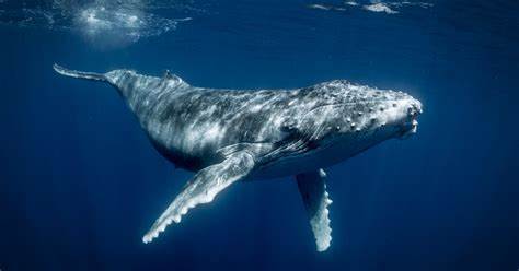 Report: 1 Whale Is Worth Thousands of Trees in Climate Fight | TIME