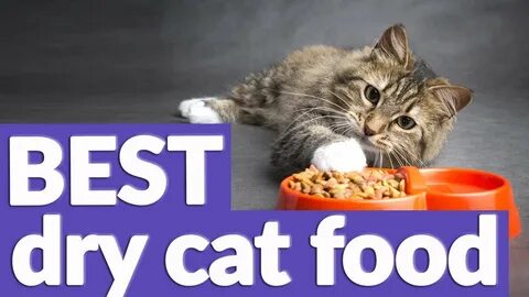 The 7 Best Cat Foods, Based On Advice From Trusted Vets - Forbes