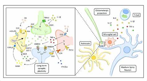 Striatal astrocytes modulate behavioral flexibility and whole-body metabolism