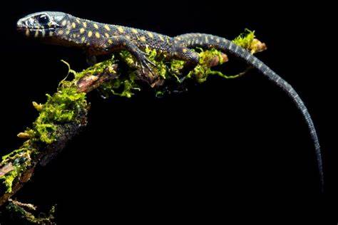 Night lizards survived the asteroid that ended the dinosaurs