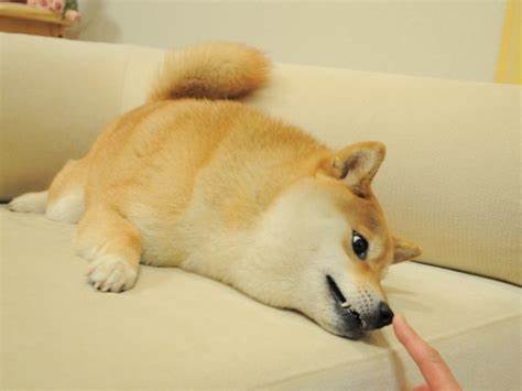 The Real Dogecoin Dog is Recovering From Vestibular Disease - Decrypt