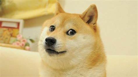 Everything we know about the original Dogecoin Shiba Inu dog - Shacknews