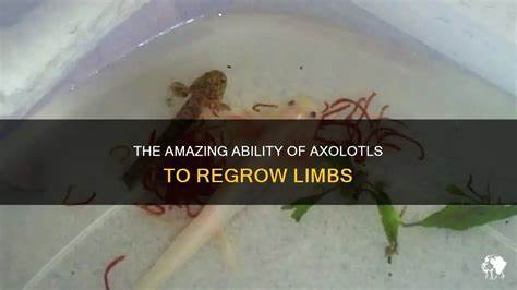 Axolotls May Hold the Key to Regrowing Limbs
