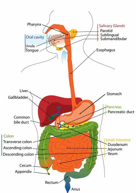 Your Digestive System